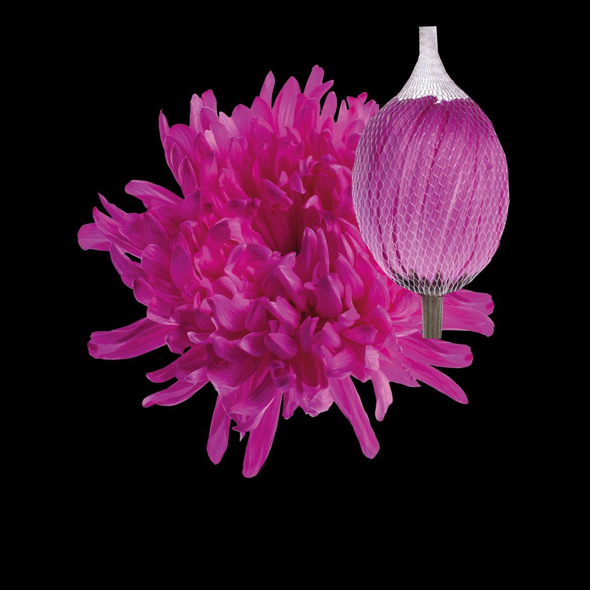 Срезанные цветы оптом Chrys bl paint antonov cerise от 40шт из Голландии с доставкой по России