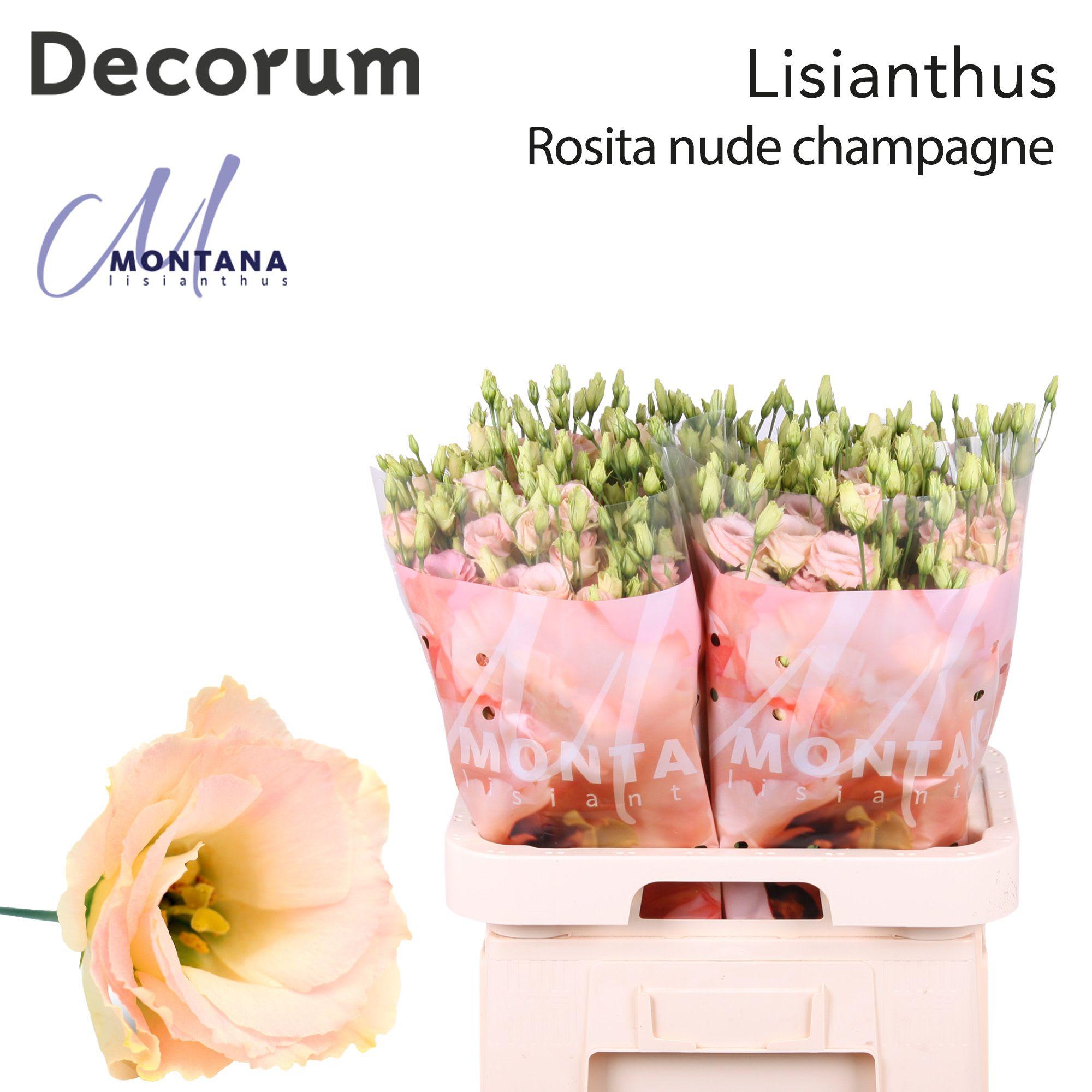 Срезанные цветы оптом Lisianthus do rosita champagne от 40шт из Голландии с доставкой по России