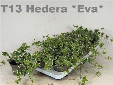 Горшечные цветы и растения оптом Hed He Eva от 8шт из Голландии с доставкой по России