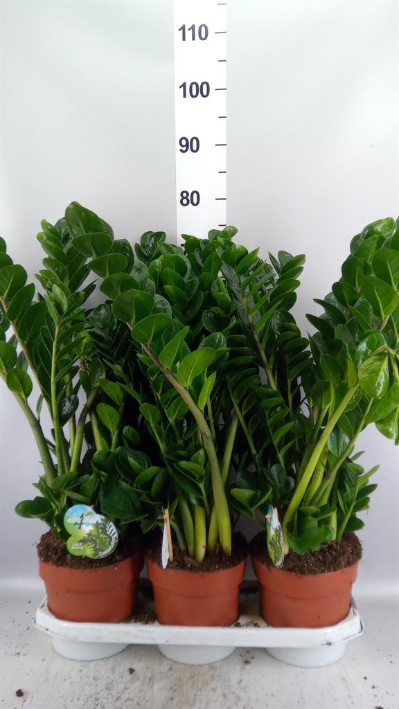 Горшечные цветы и растения оптом Zamioculcas Zamiifolia midori от 3шт из Голландии с доставкой по России
