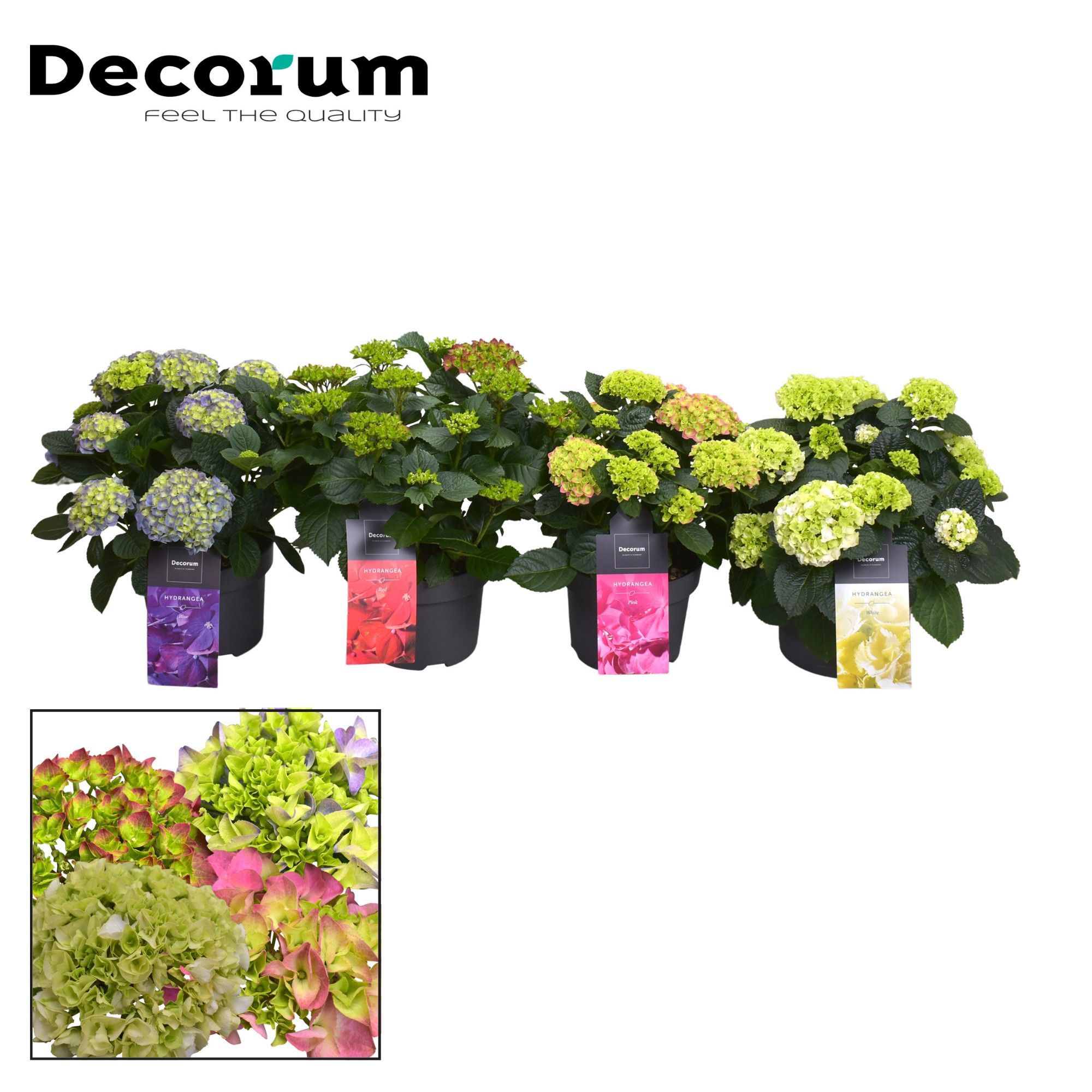 Горшечные цветы и растения оптом Hydrangea Ma Mix Shelf 7+ (decorum) от 15шт из Голландии с доставкой по России