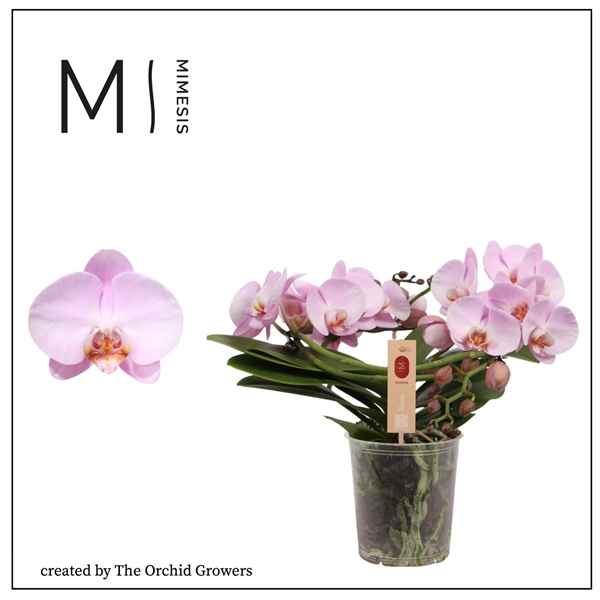 Горшечные цветы и растения оптом Phal 2st Muse Pink 25+ (orchid Growers) от 3шт из Голландии с доставкой по России