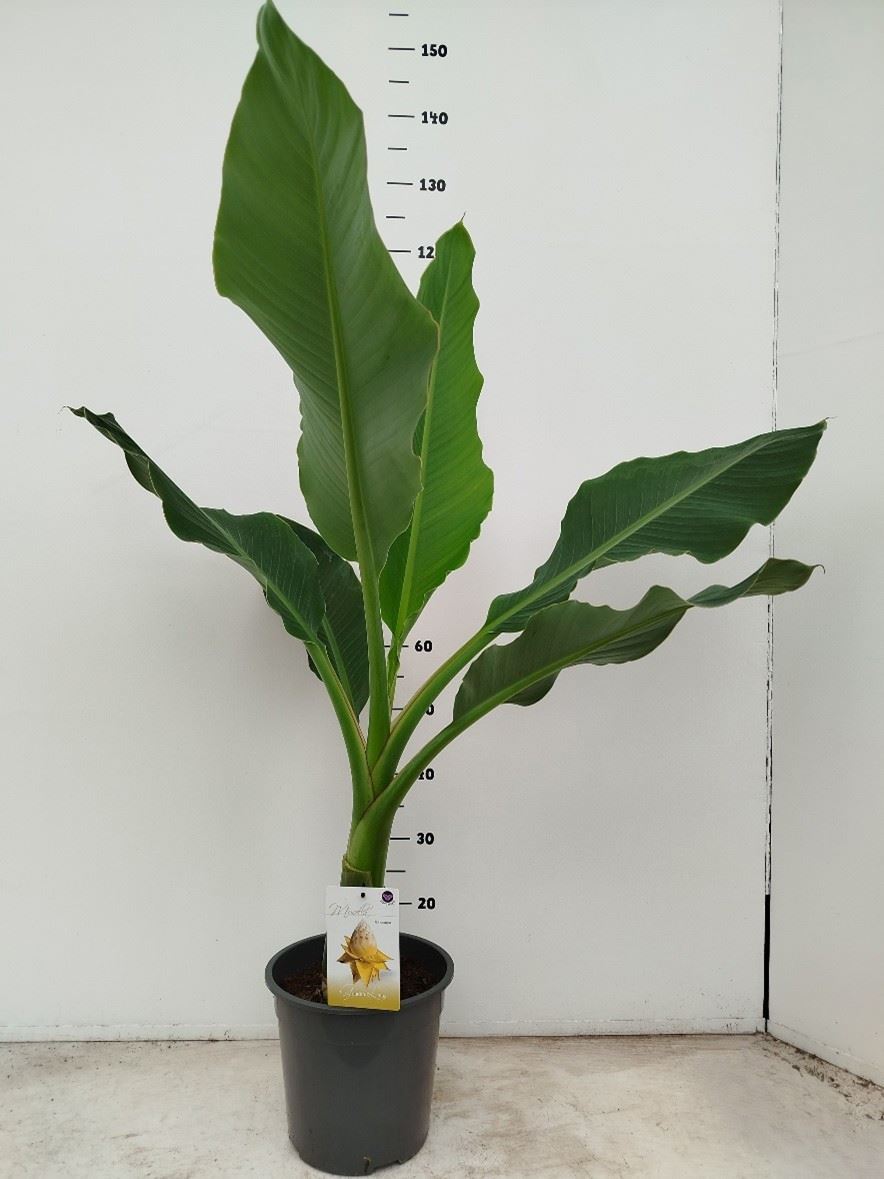 Горшечные цветы и растения оптом Musella Lasiocarpa от 1шт из Голландии с доставкой по России