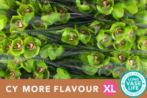 Срезанные цветы оптом Cymbidium green kill bill от 12шт из Голландии с доставкой по России