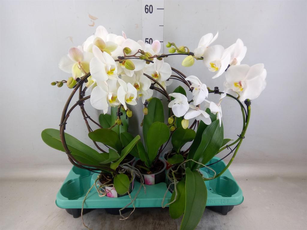 Горшечные цветы и растения оптом Phalaenopsis   ... от 5шт из Голландии с доставкой по России