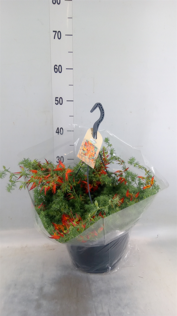 Горшечные цветы и растения оптом Lotus Corniculatus от 1шт из Голландии с доставкой по России