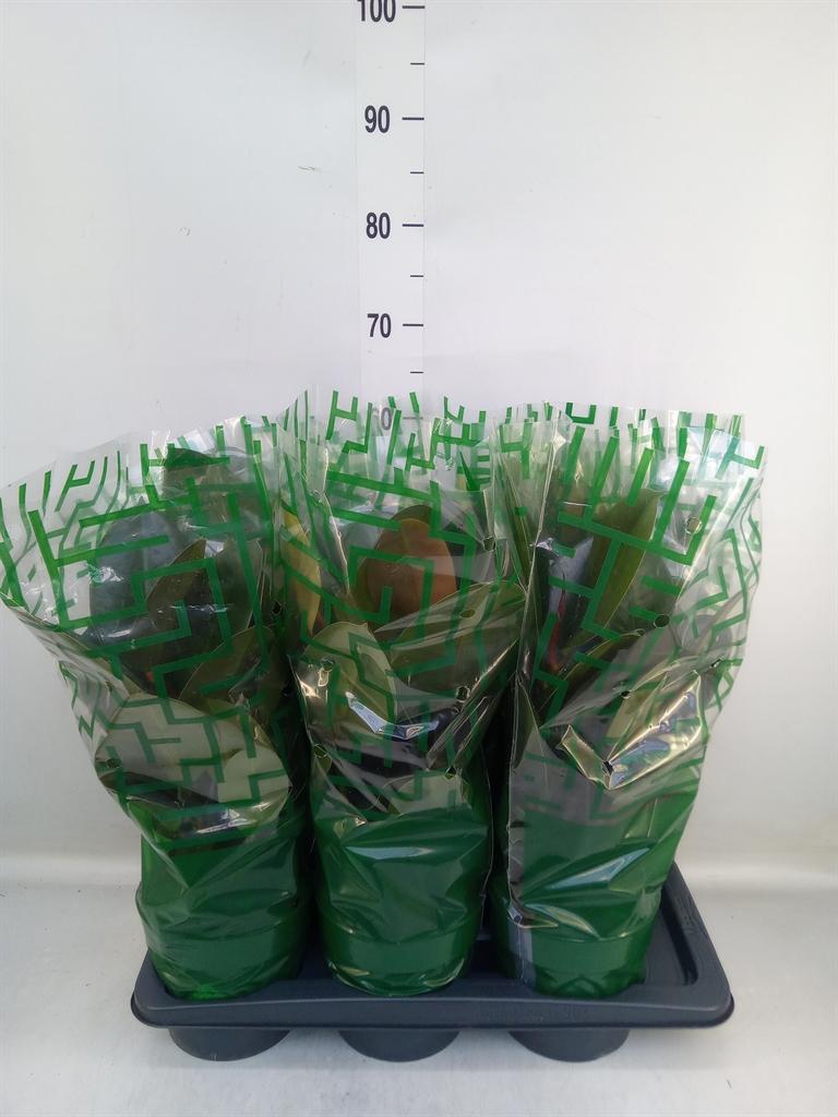 Горшечные цветы и растения оптом Ficus El Robusta 1pp от 6шт из Голландии с доставкой по России