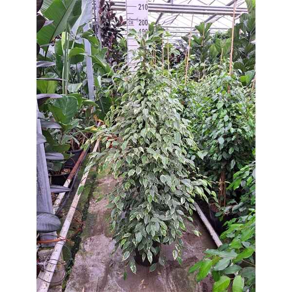 Горшечные цветы и растения оптом Ficus Be Golden King Piramid от 1шт из Голландии с доставкой по России