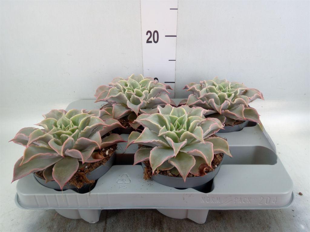 Горшечные цветы и растения оптом Echeveria   ... от 4шт из Голландии с доставкой по России