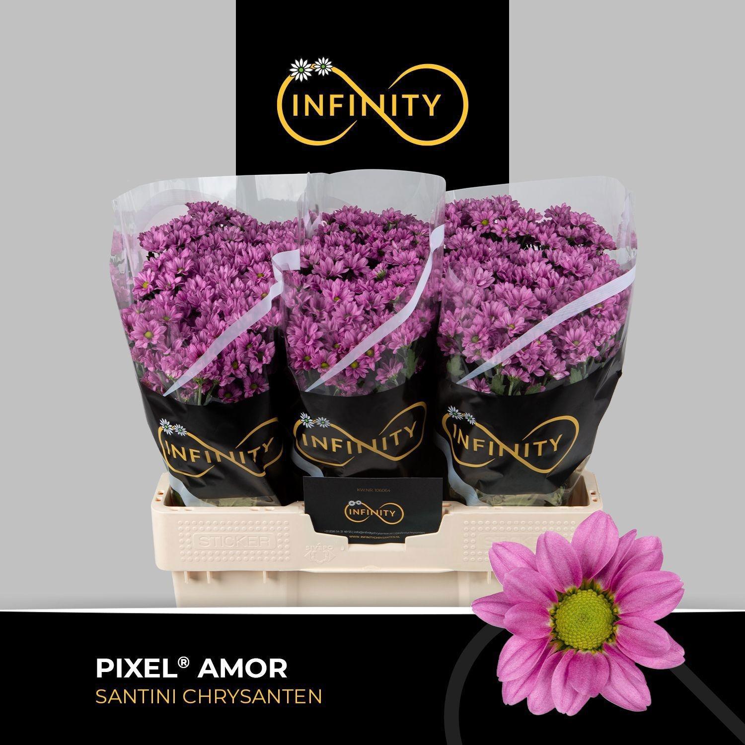 Срезанные цветы оптом Chrys sa pixel amor от 75шт из Голландии с доставкой по России