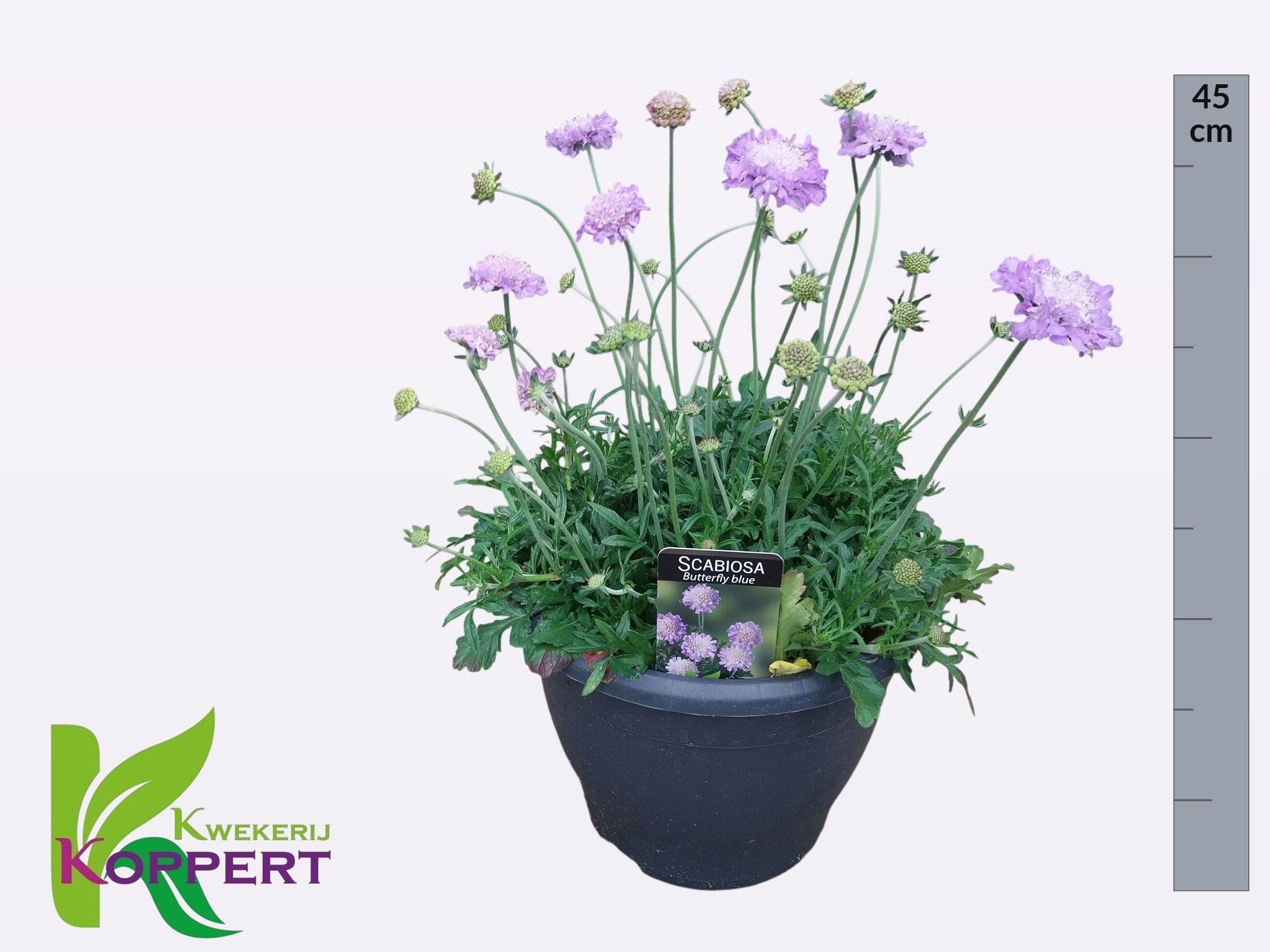 Горшечные цветы и растения оптом Scab Co Butterfly Bl от 1шт из Голландии с доставкой по России