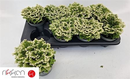 Горшечные цветы и растения оптом Selag M Jori от 8шт из Голландии с доставкой по России Горшечные цветы и растения оптом Selag M Jori от 8шт из Голландии с доставкой по России