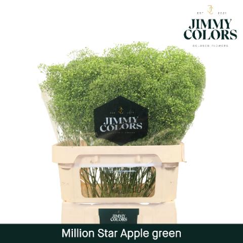 Срезанные цветы оптом Gyps fine paint applegreen от 50шт из Голландии с доставкой по России