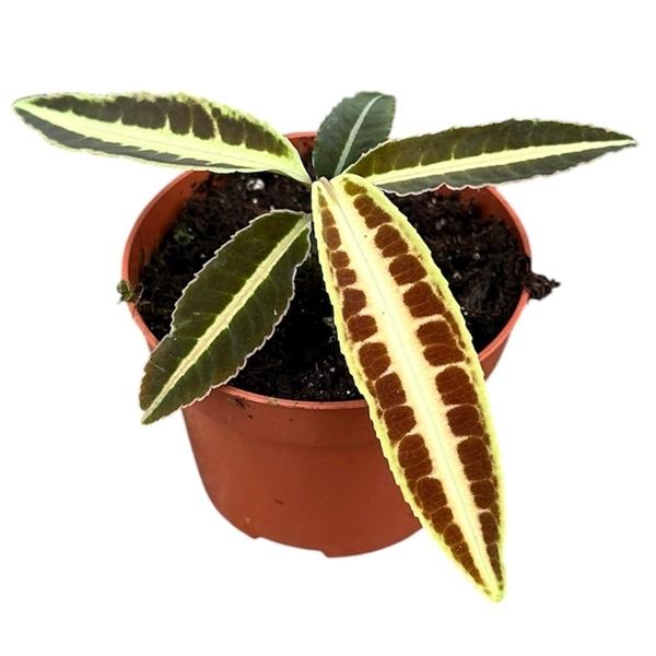 Горшечные цветы и растения оптом Labisia Jabi от 1шт из Голландии с доставкой по России