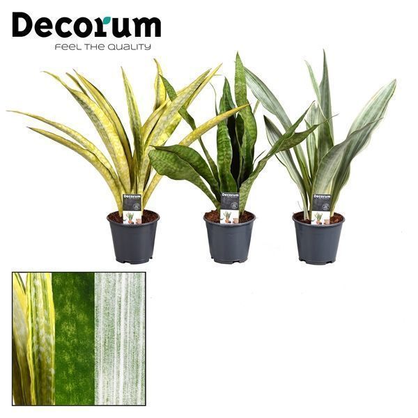 Горшечные цветы и растения оптом Sansevieria Aubrytniana Special Mix (decorum) от 7шт из Голландии с доставкой по России