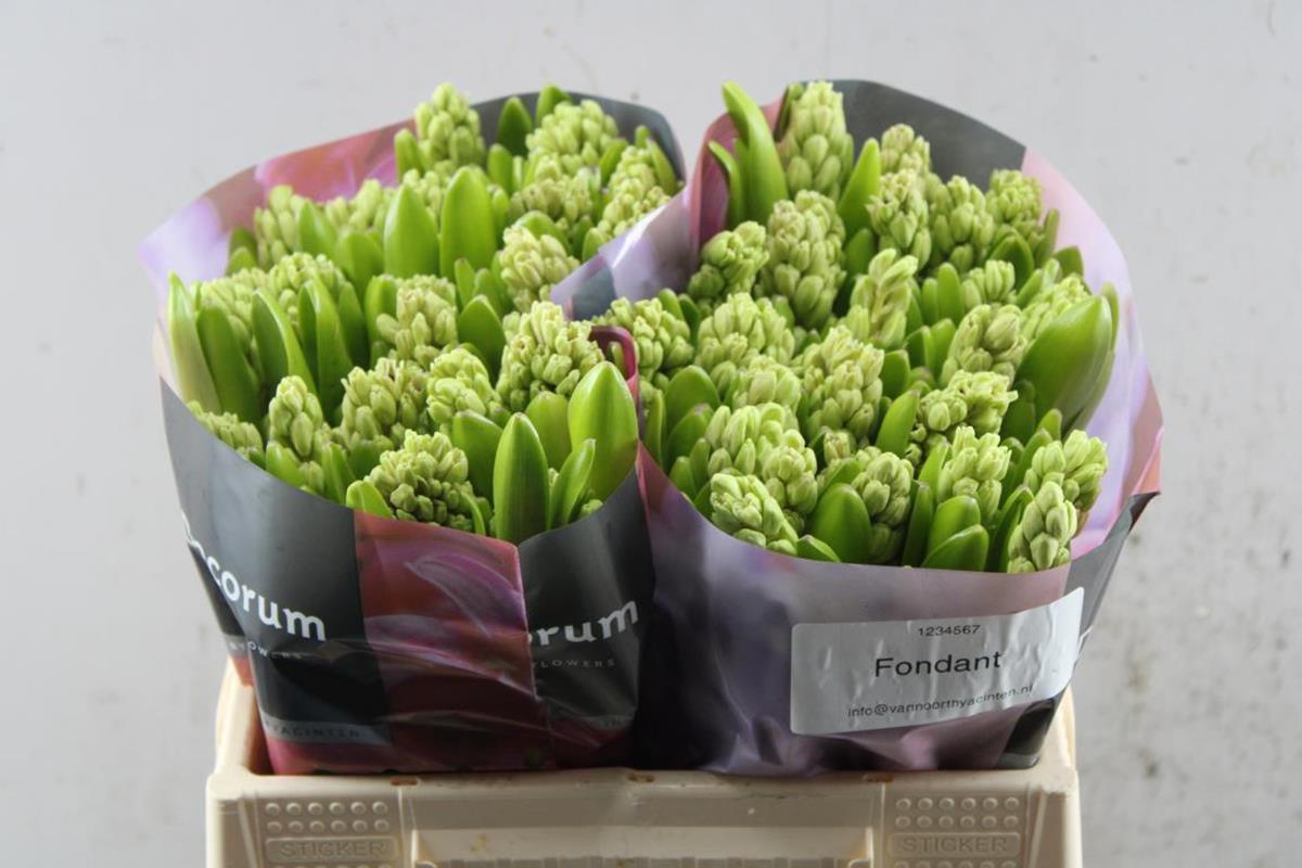 Срезанные цветы оптом Hyacinthus fondant от 50шт. из Голландии с доставкой по России