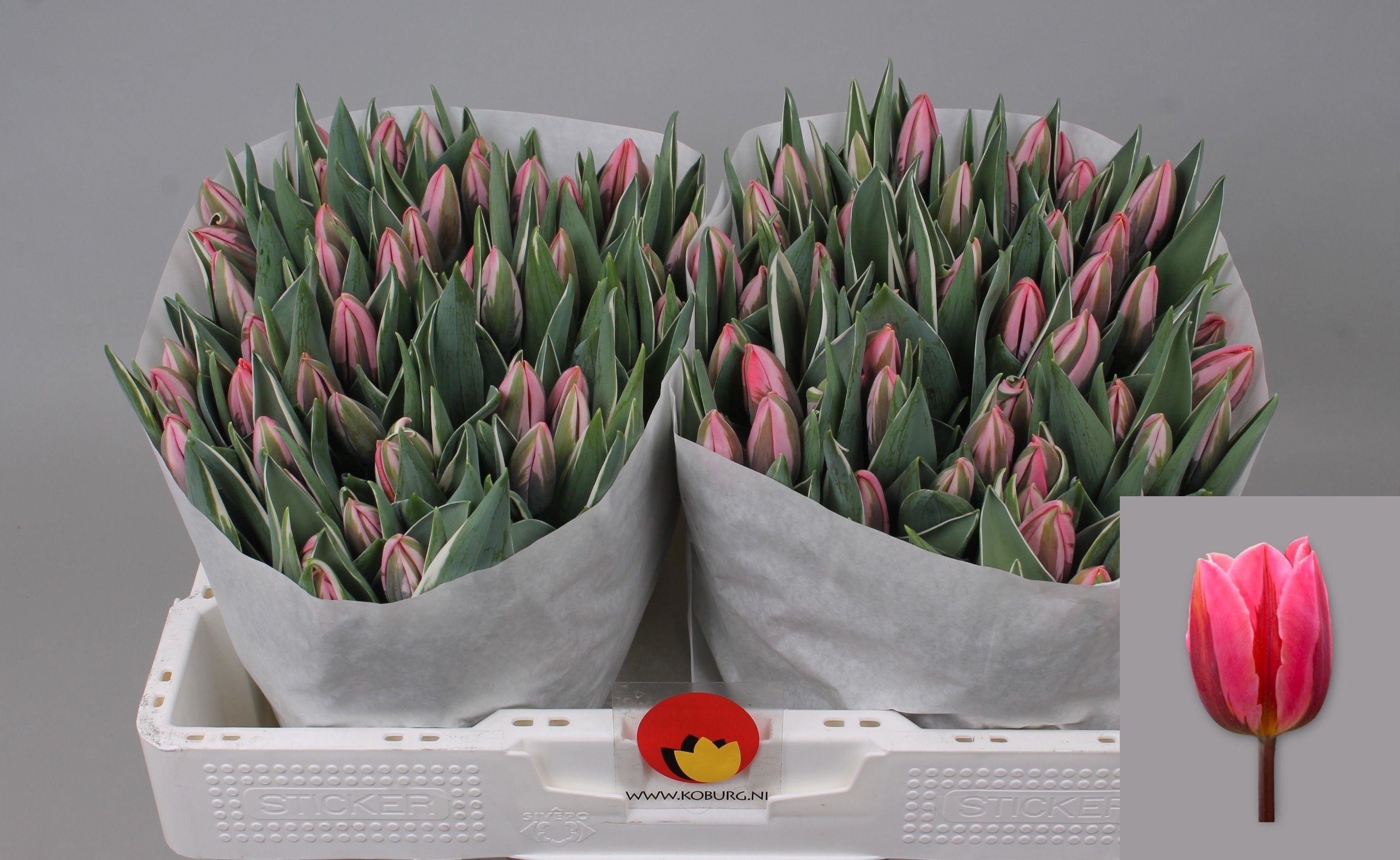 Срезанные цветы оптом Tulipa si pretty princess от 100шт из Голландии с доставкой по России