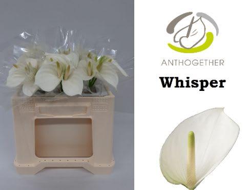 Срезанные цветы оптом Anthurium whisper от 30шт из Голландии с доставкой по России