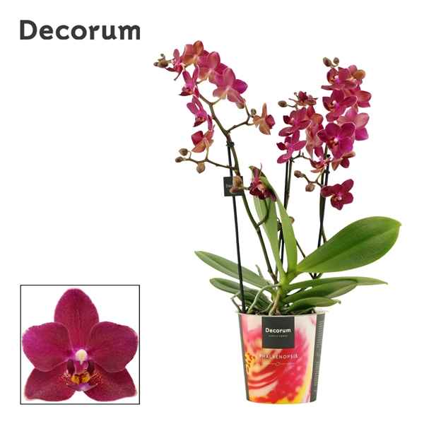 Горшечные цветы и растения оптом Phal 3-4st Dazzling Devil Decorum) от 6шт из Голландии с доставкой по России
