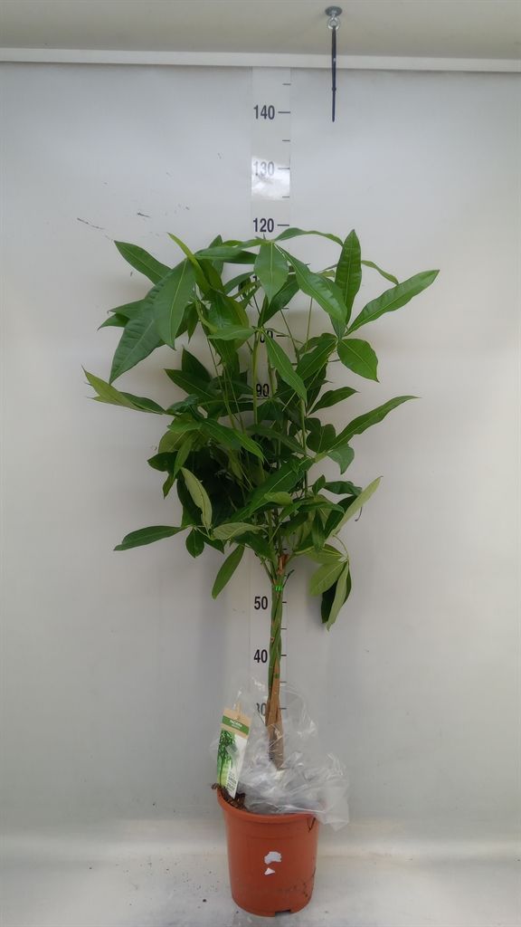 Горшечные цветы и растения оптом Pachira Aquatica Twisted Stem от 1шт из Голландии с доставкой по России