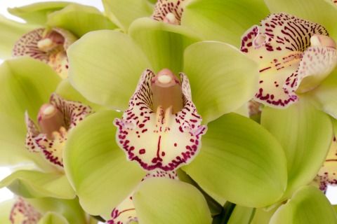 Срезанные цветы оптом Cymbidium green hans от 12шт из Голландии с доставкой по России