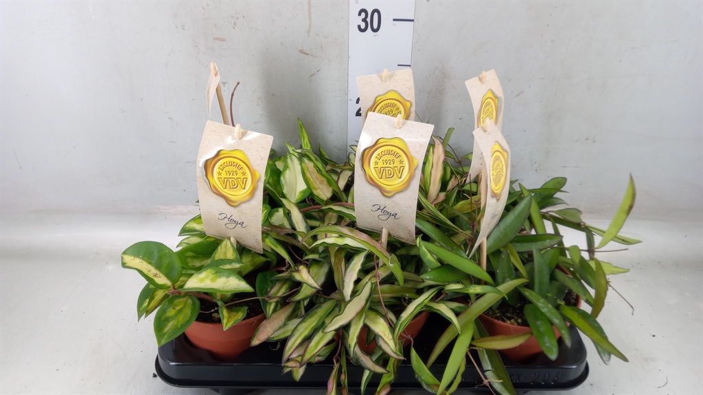 Горшечные цветы и растения оптом Hoya Carnosa от 6шт из Голландии с доставкой по России