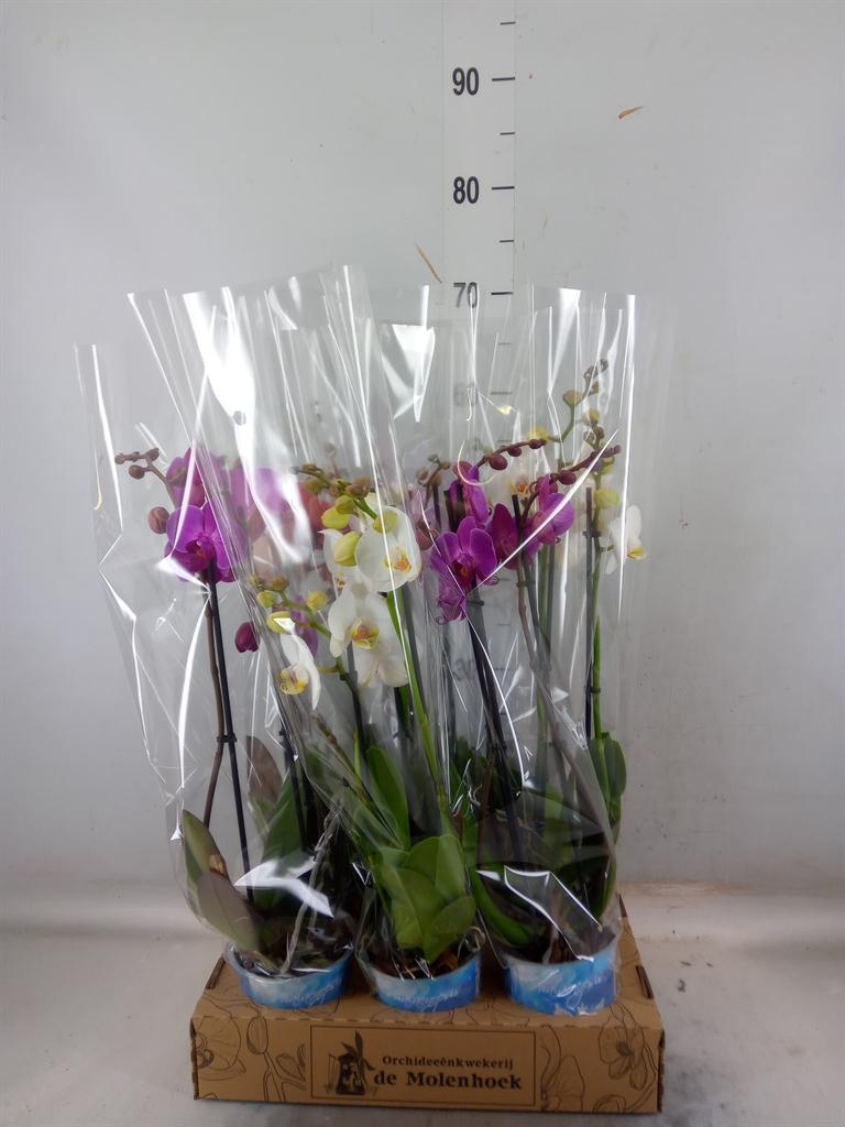 Горшечные цветы и растения оптом Phalaenopsis   ...mix  4 от 6шт из Голландии с доставкой по России