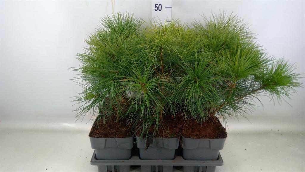 Горшечные цветы и растения оптом Pinus Strobus от 6шт из Голландии с доставкой по России