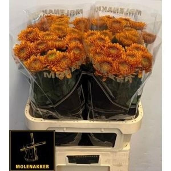 Срезанные цветы оптом Chrys bl willem van oranje от 40шт из Голландии с доставкой по России Срезанные цветы оптом Chrys bl willem van oranje от 40шт из Голландии с доставкой по России