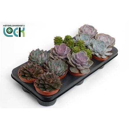 Горшечные цветы и растения оптом Echeveria Gemengd от 12шт из Голландии с доставкой по России