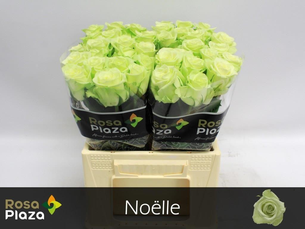 Срезанные цветы оптом Rosa large noelle! от 60шт из Голландии с доставкой по России