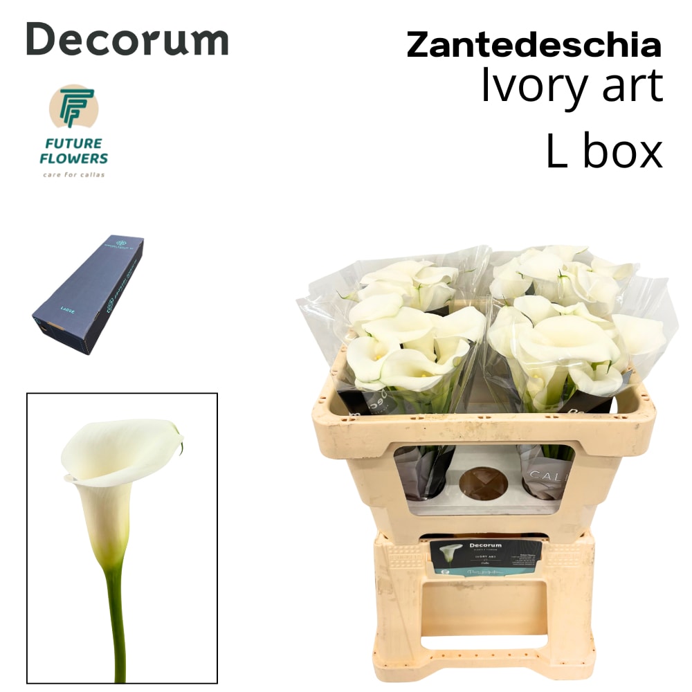 Срезанные цветы оптом Zantedeschia ivory art от 160шт из Голландии с доставкой по России