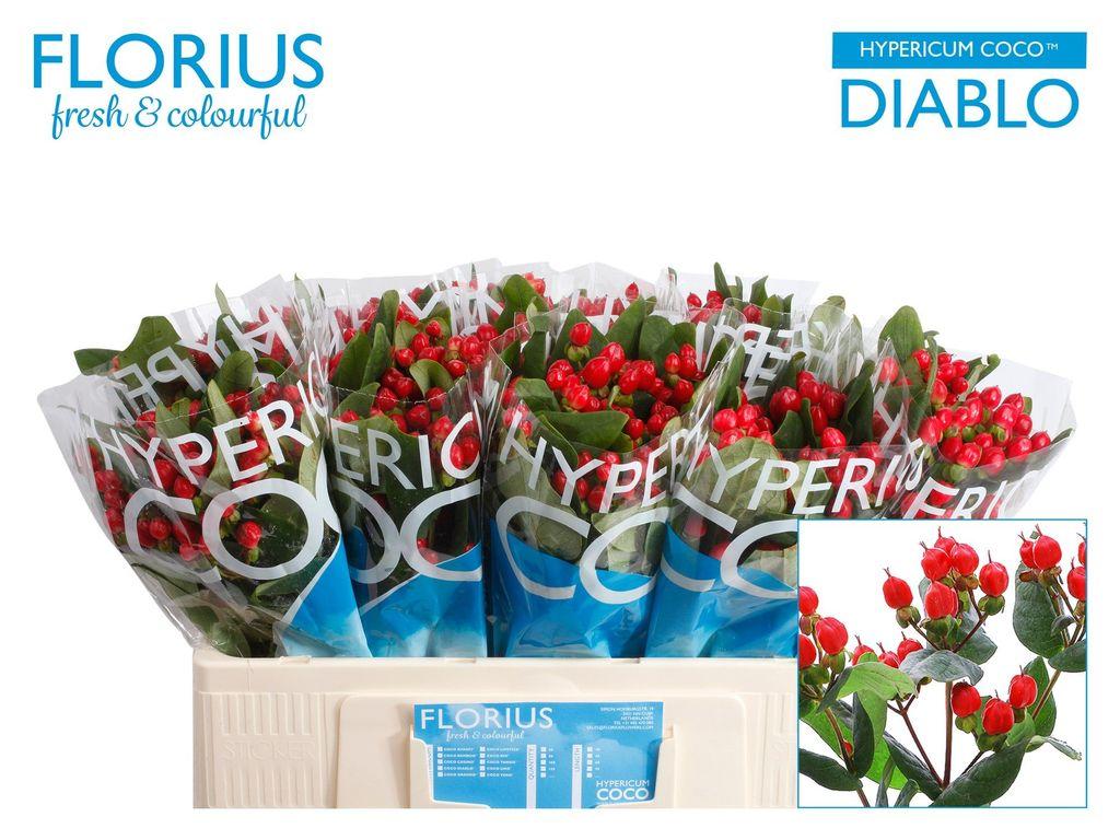 Срезанные цветы оптом Hypericum coco diablo от 80шт. из Голландии с доставкой по России
