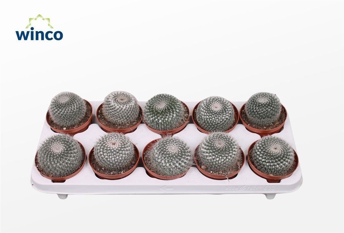 Горшечные цветы и растения оптом Mamm Hahniana от 10шт из Голландии с доставкой по России