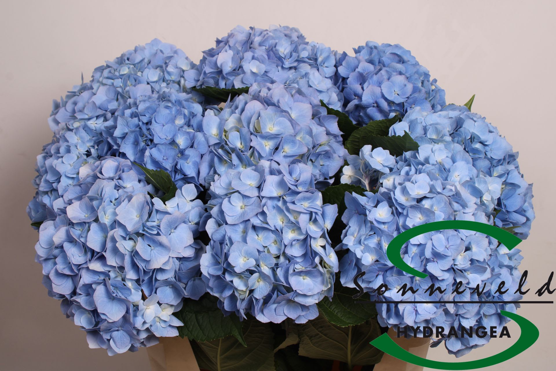 Срезанные цветы оптом Hydrangea hilde moorhof от 10шт из Голландии с доставкой по России
