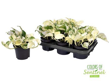 Горшечные цветы и растения оптом Epipremnum Happy Leaf от 6шт из Голландии с доставкой по России