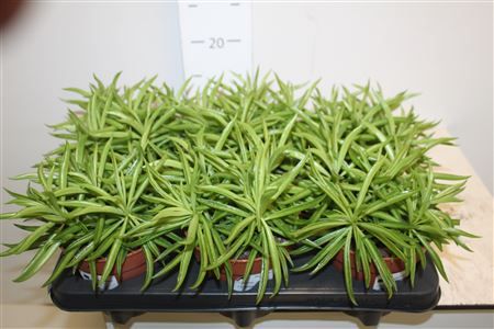 Горшечные цветы и растения оптом Pep Happy Bean от 6шт из Голландии с доставкой по России