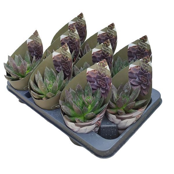 Горшечные цветы и растения оптом Echeveria Black Prince With Potcover от 9шт из Голландии с доставкой по России