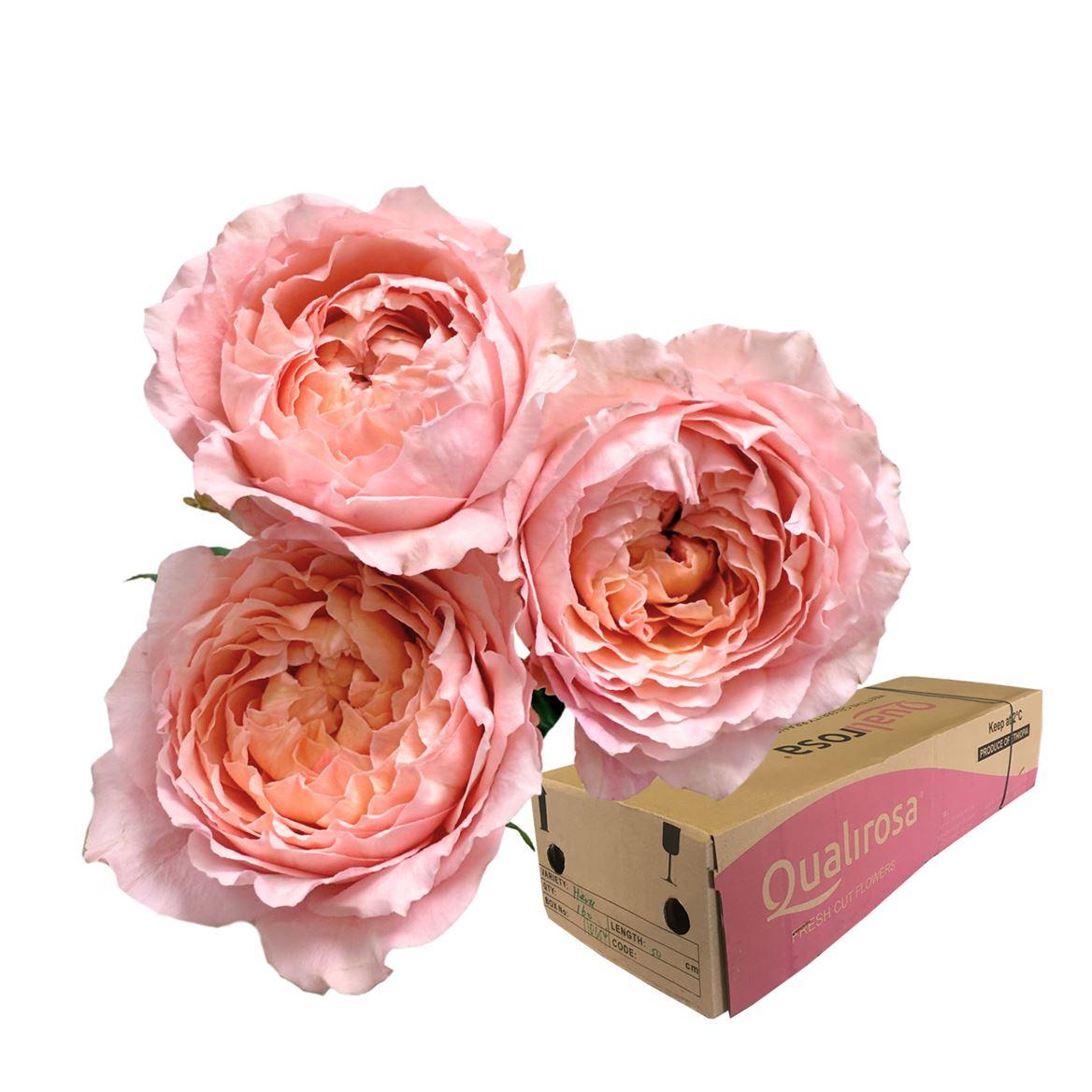 Срезанные цветы оптом Rosa spray julietta от 180шт из Голландии с доставкой по России