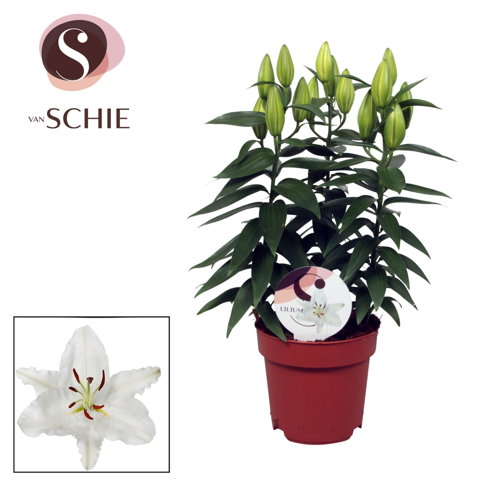 Горшечные цветы и растения оптом Lilium Or Oxygen 3pp от 6шт из Голландии с доставкой по России