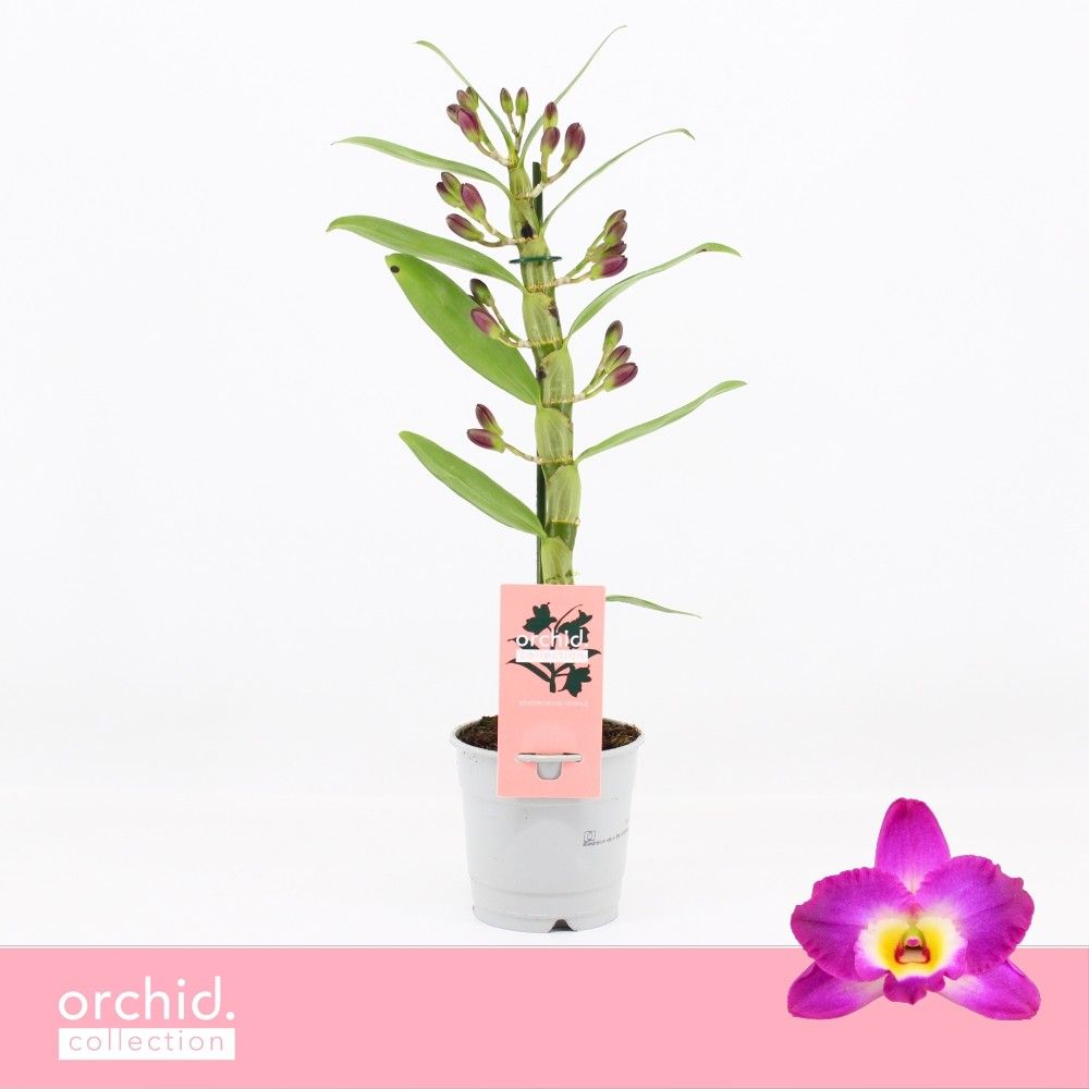 Горшечные цветы и растения оптом Dendr Nob 1st Akatsuki Compact Orchid Collection от 10шт из Голландии с доставкой по России