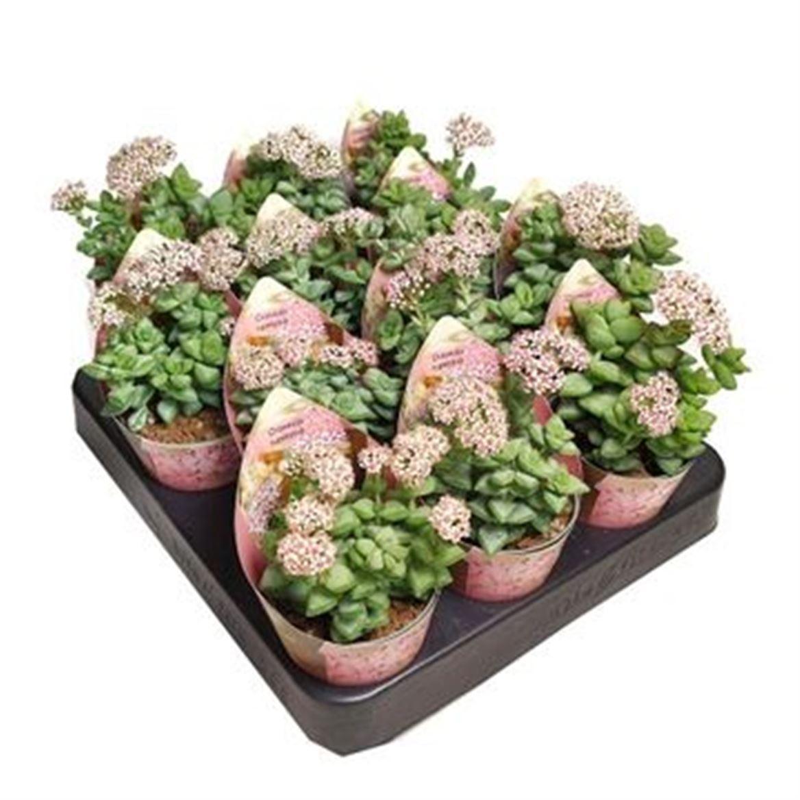 Горшечные цветы и растения оптом Crassula Rupestris от 12шт (для телеги) из Голландии с доставкой по России