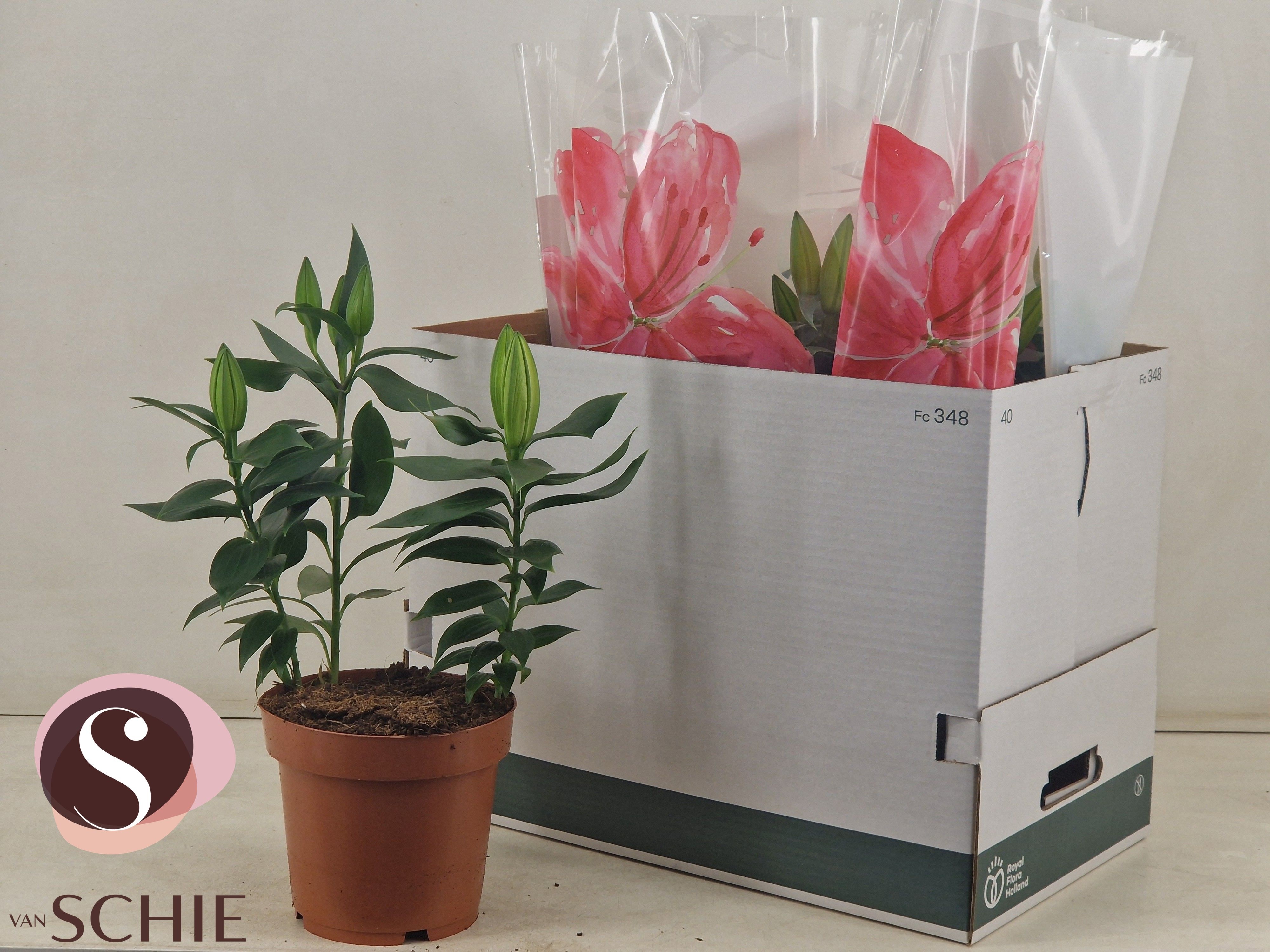 Горшечные цветы и растения оптом Lil Or Starlight Exp от 5шт из Голландии с доставкой по России