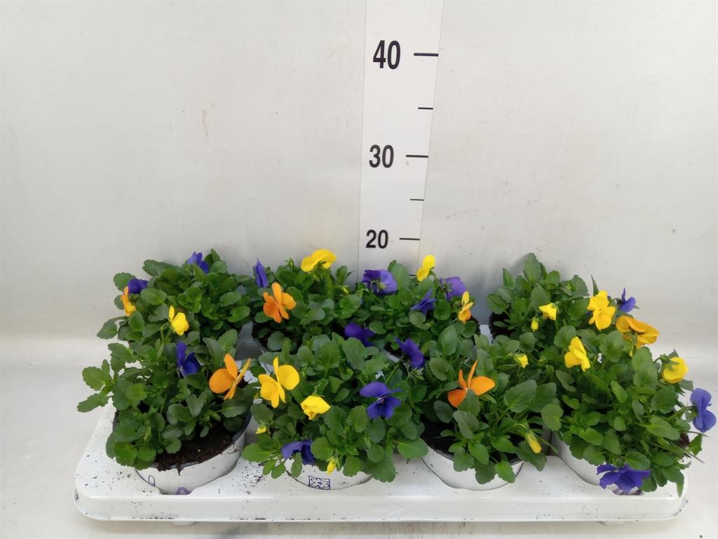 Горшечные цветы и растения оптом Viola   ...tricolor от 8шт (для телеги) из Голландии с доставкой по России