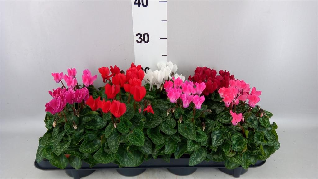 Горшечные цветы и растения оптом Cyclamen Kl carino от 8шт (для телеги) из Голландии с доставкой по России