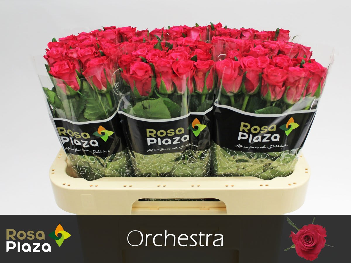 Срезанные цветы оптом Rosa large orchestra от 80шт. из Голландии с доставкой по России