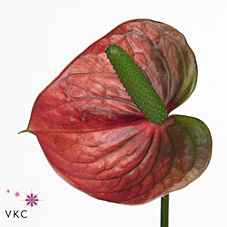 Срезанные цветы оптом Anthurium violet heart от 20шт из Голландии с доставкой по России