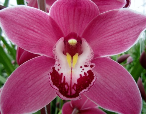 Срезанные цветы оптом Cymbidium pink may monique princess от 2шт из Голландии с доставкой по России