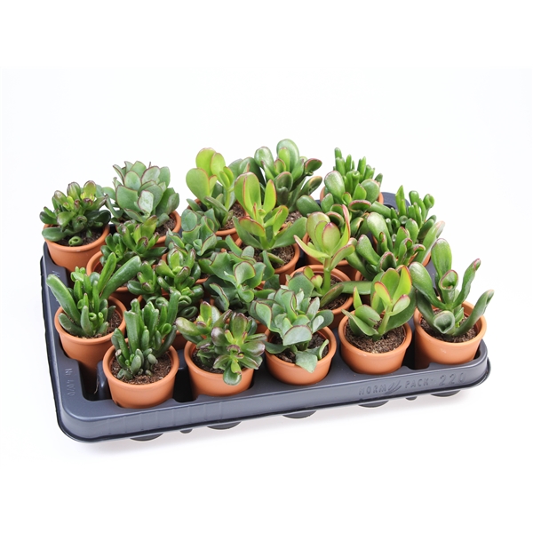 Горшечные цветы и растения оптом Crassula Mix In Rozenpot от 20шт (для телеги) из Голландии с доставкой по России