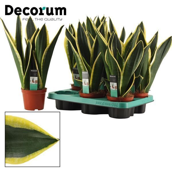 Горшечные цветы и растения оптом Sansevieria Night Shade (decorum) от 10шт из Голландии с доставкой по России